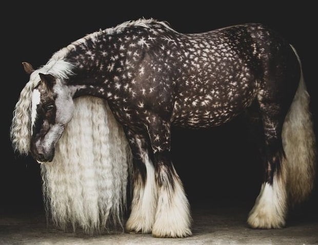 Beautiful melancholy silver dapple Gypsy Vanner @heartofacowgirl_photography